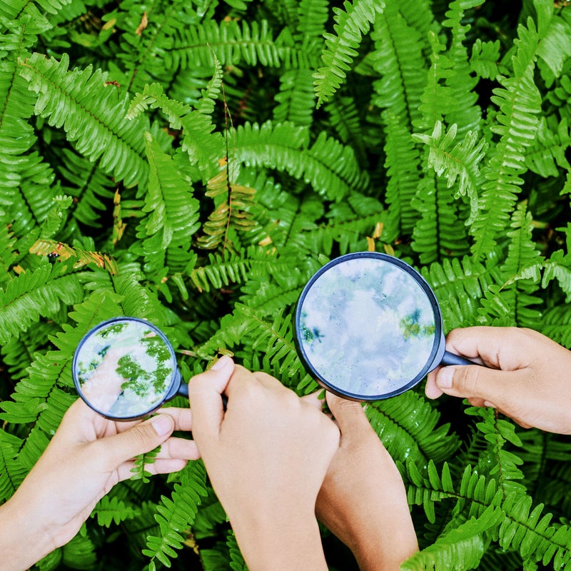 Cuatro manos sosteniendo lupas sobre plantas