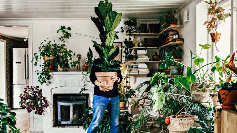 Persona moviendo una planta en una habitación