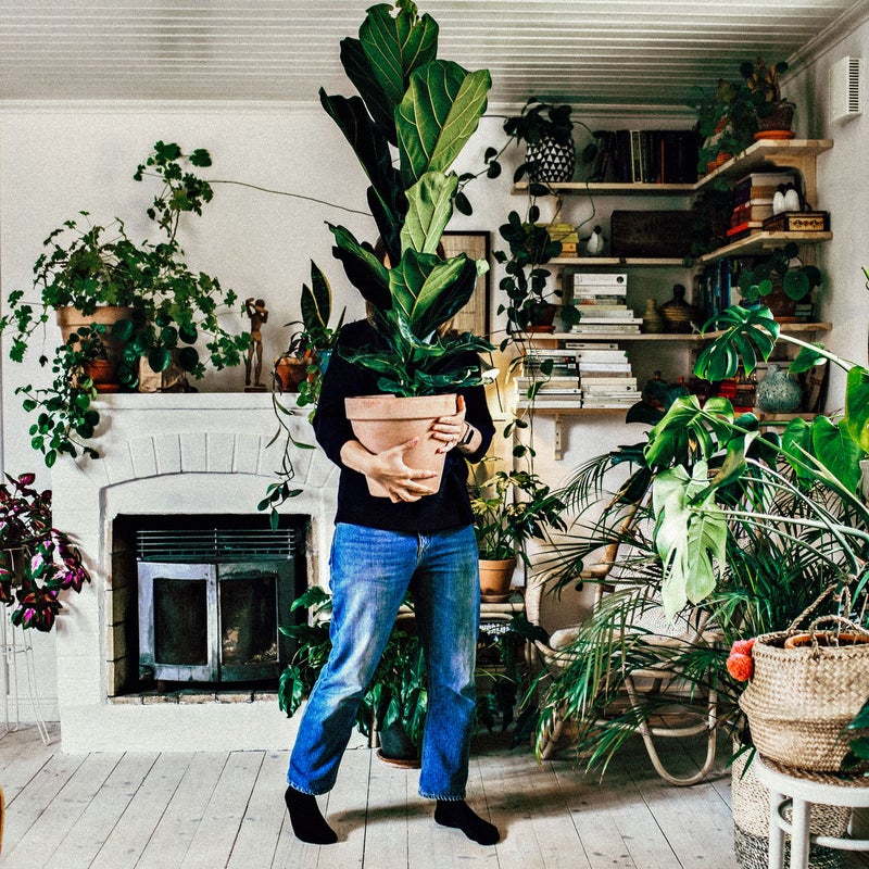 Persona moviendo una planta en una habitación