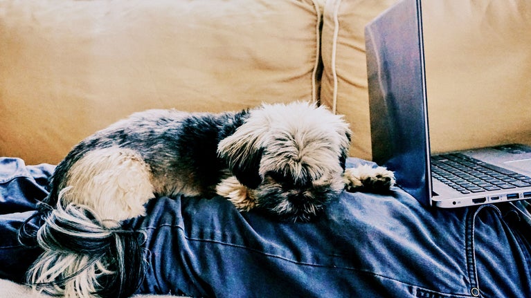 perro durmiendo en el sofá