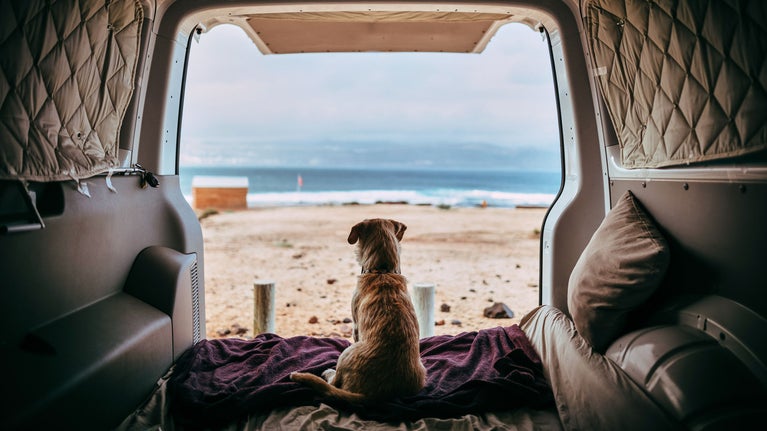 perro en una VAN mirando la playa