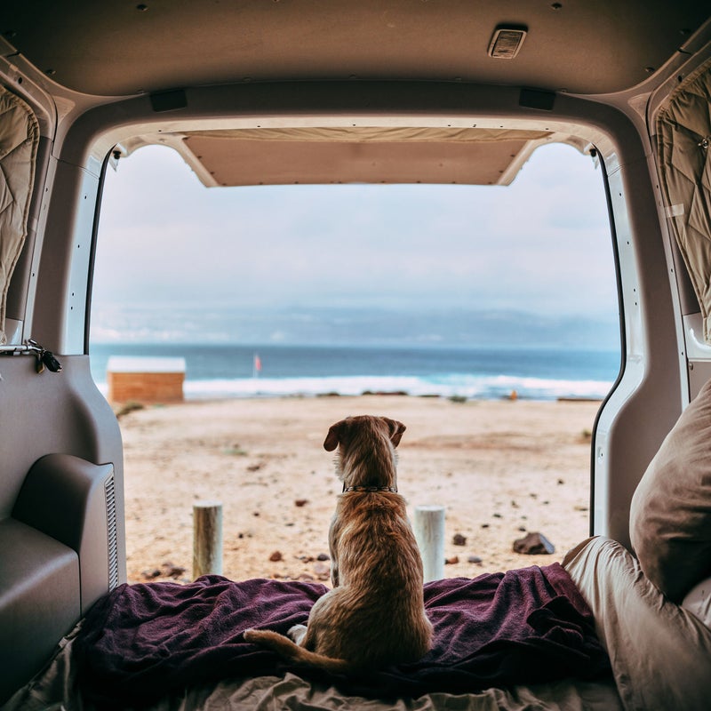 Perro mirando por la puerta de una van