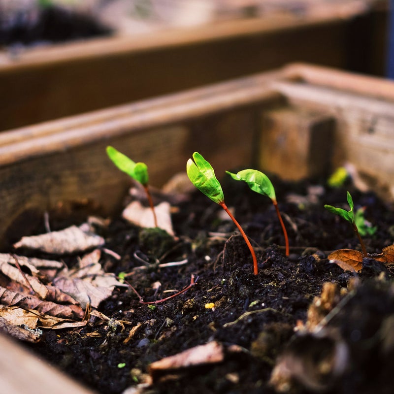 semillas ya germinadas creciendo