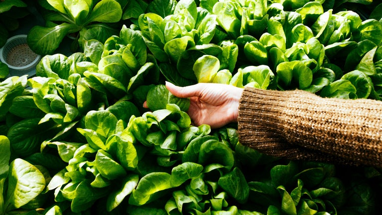 Mano de mujer tocando plantas
