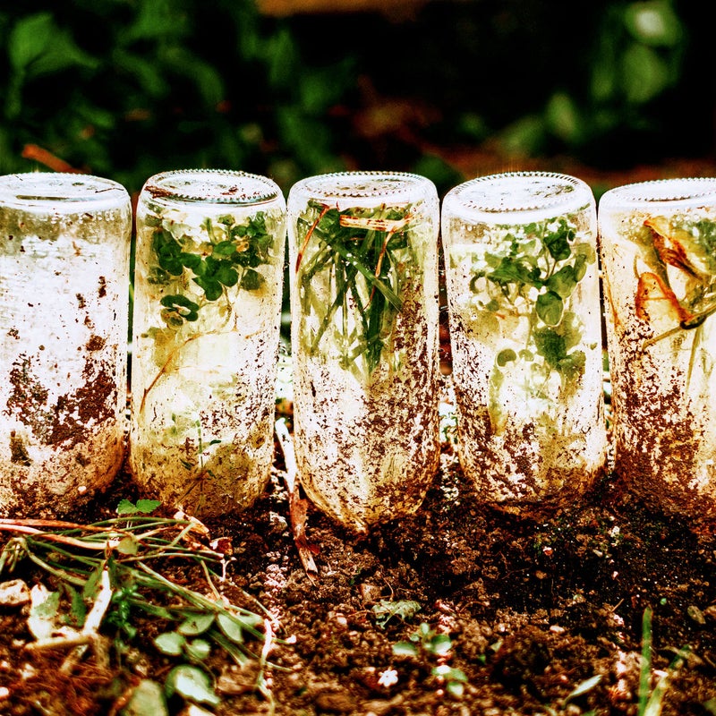 Verde plantas