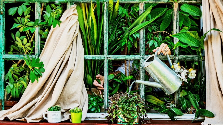Regado de plantas