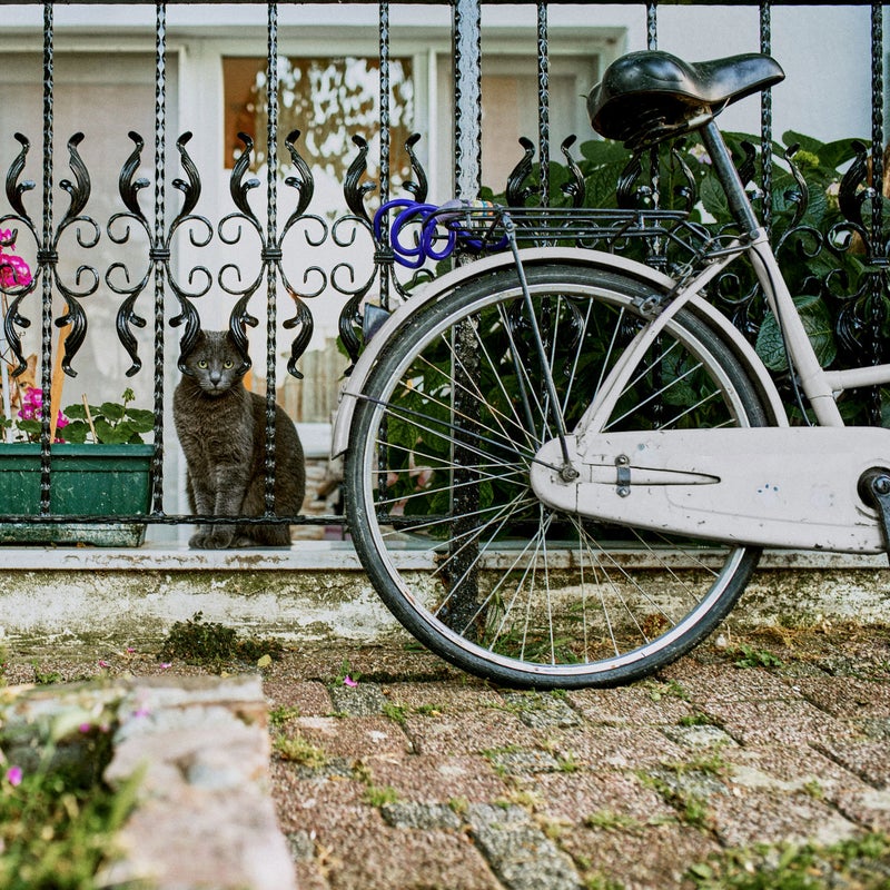 gato en una casa