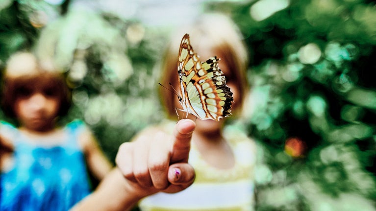 Mariposa posada sobre un dedo