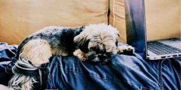 Perro tumbado encima de su dueño al lado del ordenador